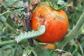 Their coloring is a green body with varying marks colored in white or black. Tomato And Tobacco Hornworms In The California Home Garden