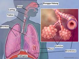 Fungsi bronkus fungsi bronkus pada tubuh kita memang sangat penting karena memiliki peran yang sangat krusial terhadap tubuh manusia. Bagan Kerja Organ Pernapasan Manusia Nurainins Blog
