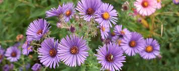 Image result for Aster chimanimaniensis