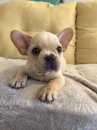 We offer some of the finest french bulldogs in the united states. Pin On Puppies For Sale