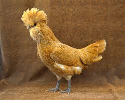 Check spelling or type a new query. The Livestock Conservancy