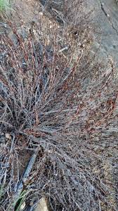 Image result for Myrothamnus flabellifolius