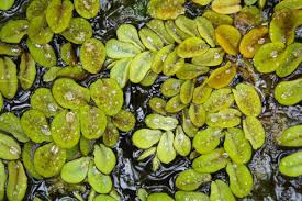 Image result for Salviniaceae