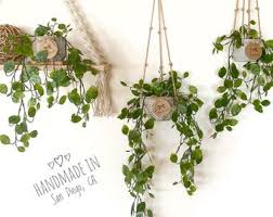 Image result for Huperzia mildbraedii