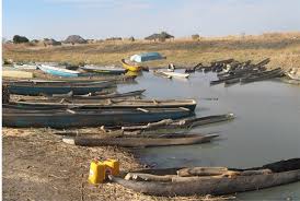 Image result for Craterosiphon quarrei