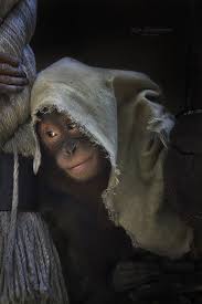 شوف صور جديده صوره قرد Orangutanes Pongo Pygmaeus Animales