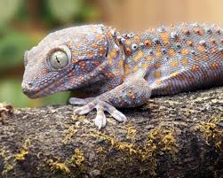 The government employees insurance company is an american auto insurance company with headquarters in chevy chase, maryland. Tierrufe Geckos Trotzen Strassenlarm Der Spiegel