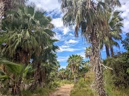 Image result for Washingtonia