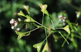 Image result for Capsella