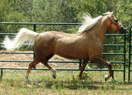 Gelding Palomino Horses For Sale Palomino For Sale In Dallas Texas Horseclicks Horses Horses For Sale Palomino Horse For Sale