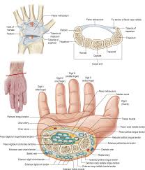 Image result for Normal Anatomic Position of the Hand and Wrist
