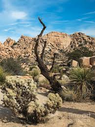 Check spelling or type a new query. Hidden Valley Nature Trail Joshua Tree National Park California Photograph By Yefim Bam
