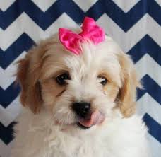 The cavachon is a cross between the cavalier spaniel and the bichon frise. Cavachon Puppies For Sale Jacksonville Fl 199003