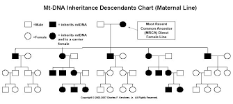 mtdna inheritance chart