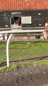 Inspiring Story of Parajockey Harry Enright Trotting with Mr. Fayez