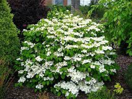 Evergreen Viburnum Shrubs Evergreen Shrub Viburnum Viburnum Plicatum Tomentosum Shasta Landscapeshr Garden Shrubs Evergreen Evergreen Plants Garden Shrubs