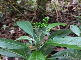 Image result for Solanum schumannianum