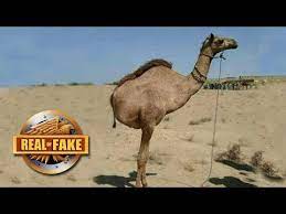 Camels' humps consist of stored fat, which they can metabolize when food and water is scarce. Camel With Two Legs Real Or Fake Steemit