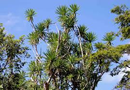 Image result for Dracaena steudneri
