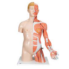 It is typically an area protected by thick layers of muscle and. Human Torso Model Life Size Torso Model Anatomical Teaching Torso Deluxe Dual Sex Torso With Muscled Arm Muscular Anatomical Torso 33 Part Torso Model