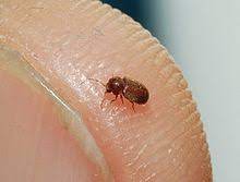 Check spelling or type a new query. Drugstore Beetle Wikipedia