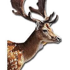 Check spelling or type a new query. Svenskar Gillar Hjort Skogsaktuellt