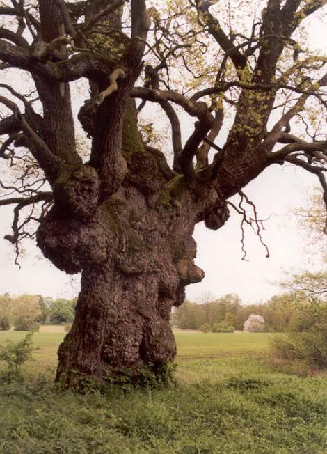 Mga resulta ng larawan para sa Knorr-eiche oak, tree with many heads"
