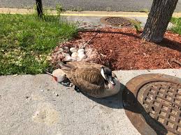 Dnr: Fish & Wildlife: Canada Geese Behavior & Biology