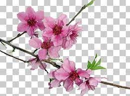 Cherry Blossom Png Images Cherry Blossom Clipart Free Download Cherry Blossom Petals Cherry Blossom Free Clip Art