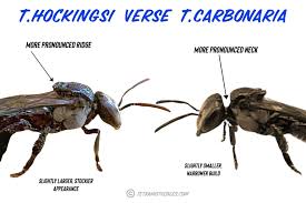 Image result for Tetracera boiviniana