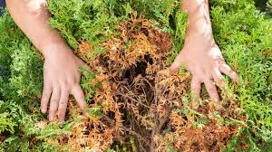 Image result for thuja drying out dead dried symptoms)