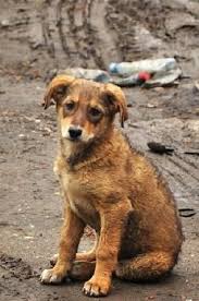 Island Dog Inc Is A Charity That Is Dedicated To Ending Animal Cruelty In Puerto Rico The Locals Kill Dogs For Fun At A Place Called Dead Dog Beach 90 Of U