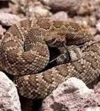 Image result