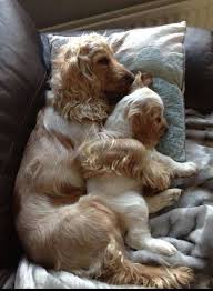 Pour Le Plaisir Des Yeux Dogs Puppies Beautiful Dogs