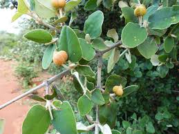 Image result for Androstachys