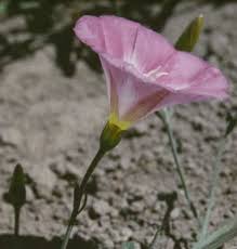 Image result for Convolvulus goyderi
