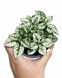 Image result for Hypoestes cancellata