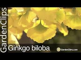 Male, about 70' tall by 10' wide. Ginkgo Tree Ginkgo Biloba Maidenhair Tree Gingko Youtube