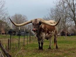 Texas Longhorn Animals And Critters Miniature Cow Breeds Cattle Longhorn Cattle