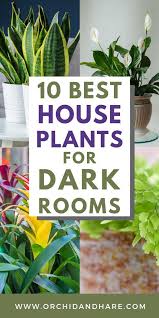 10 Low Light House Plants Indoor Plants That Grow Without Sunlight Low Light House Plants Easy House Plants Indoor Plants Low Light