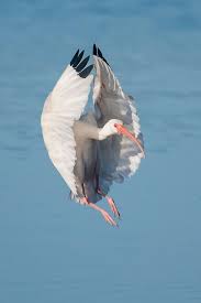 Image result for Ibis White 2017 Q1