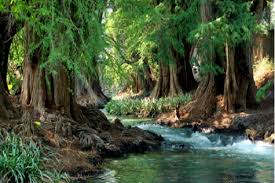 Los antiguos mexicanos picaban varias partes de este árbol en su medicina popular. Estudian Hongo De Ahuehuete Para Producir Taxol Imagen Agropecuaria