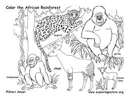 Printable rainforest animals coloring pages. Rainforest Animals Coloring Pages Free Image Download