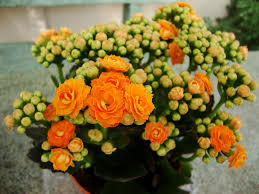 Cuidados Para La Planta Kalanchoe Guia Sencilla
