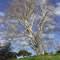 Roma e gli alberi - rassegna web - professione Architetto