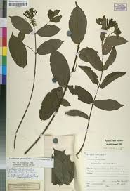 Image result for Combretum falcatum