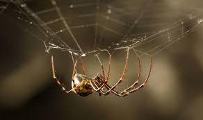 They are inexpensive and came be bought at you local pet store for. Black Widow Spider S Cousin Noble False Widow Spotted In Uk Nature News Express Co Uk
