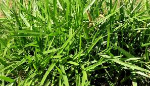 Image result for Urochloa eminii