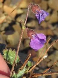 Image result for Hermannia seineri