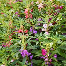 Image result for Impatiens apiculata